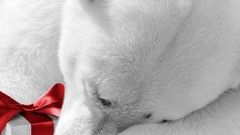 Animals Gifts Polar Bears