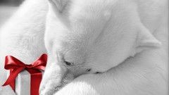 Animals Gifts Polar Bears