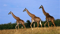 Animals Giraffes