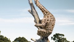 Animals Giraffes