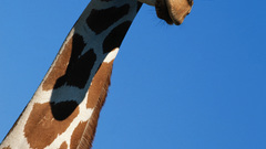 Animals Giraffes