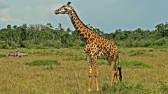 Animals Giraffes