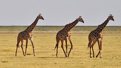Animals Giraffes
