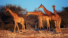 Animals Giraffes