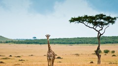Animals Giraffes