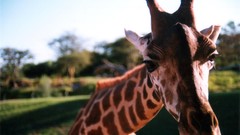 Animals Giraffes
