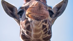 Animals Giraffes