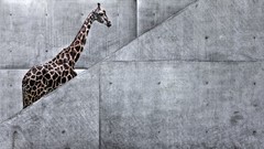 Animals Giraffes