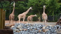 Animals Giraffes