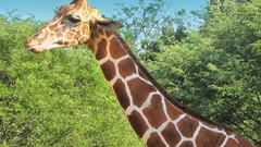 Animals Giraffes