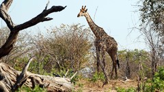 Animals Giraffes