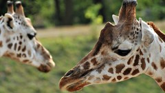 Animals Giraffes
