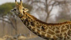 Animals Giraffes Africa