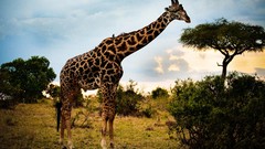 Animals Giraffes Africa wildlife