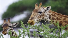 Animals Giraffes Africa wildlife Wild Africa