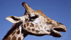 Animals Giraffes animal