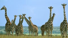 Animals Giraffes animal
