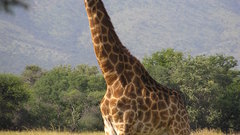 Animals Giraffes animal
