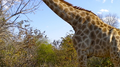 Animals Giraffes animal