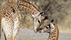 Animals Giraffes baby animals
