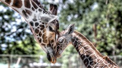 Animals Giraffes baby animals