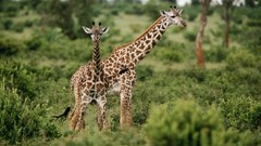 Animals Giraffes baby animals