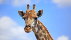 Animals Giraffes chrome safari Chrome OS Mario Moreno