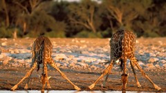 Animals Giraffes drinking