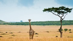 Animals Giraffes lonely