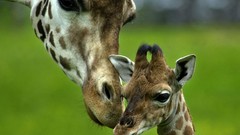 Animals Giraffes mother baby animals