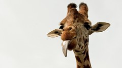 Animals Giraffes tongue