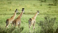 Animals Giraffes wildlife