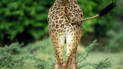 Animals Giraffes wildlife