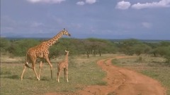 Animals Giraffes wildlife