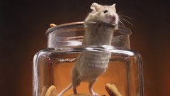 Animals glass cookies mice