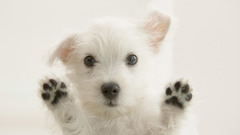 Animals glass Dogs funny