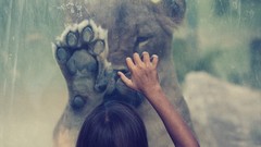 Animals glass woman hands Lions paws Robert Matakovic