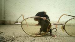 Animals glasses Rats