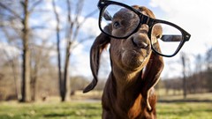 Animals glasses skrillex Goats