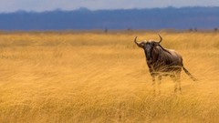 Animals gnu