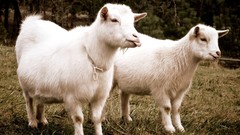 Animals Goats