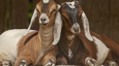 Animals Goats