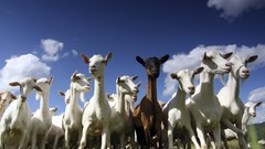 Animals Goats