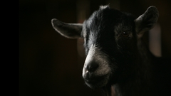 Animals Goats animal