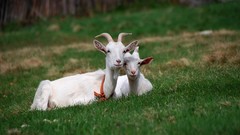Animals Goats baby animals
