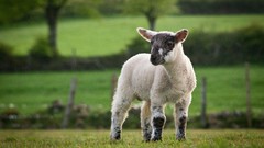 Animals Goats baby animals