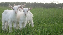 Animals Goats baby animals