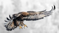 Animals golden eagle