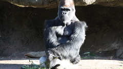 Animals gorillas