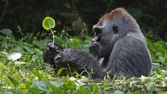 Animals gorillas